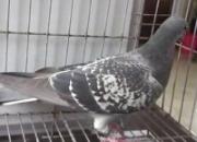 ��Ƶ�����˹��ʹھ�������(��)