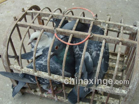 �Ƶ�ǧ������ϴ����ѵ�����Է��Ĵ���