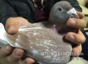 18���Ϻ��ꡰ��99������(ͼ)