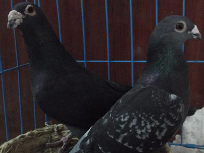 �ӡ���Ͱ�ǡ��¼�����Ʒϵ��û��