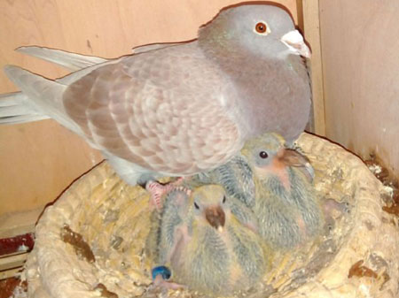 �����������������ұ�����(ͼ)