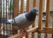 ͵������лл��û�������