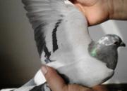 ���ѡ���롱�ൽ��ȥ����(ͼ)