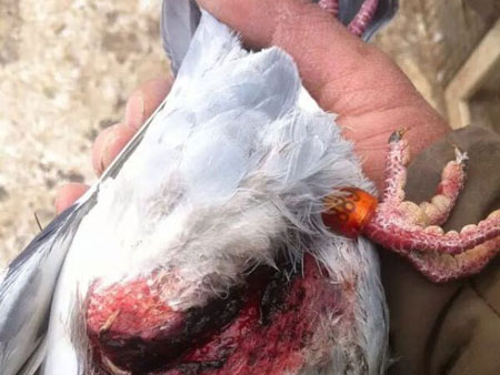 ѵ��Ӧ���⡰��Ϊ����ʧ(ͼ)