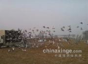 ���ϻԻͣ����չ���������