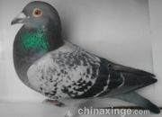 ����һ�أ��ٴ�ֱ��1500����(ͼ)