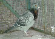 �����ҵĴ����رȡ������(ͼ)