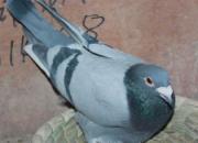 �ñ�����������ͨ(ͼ)