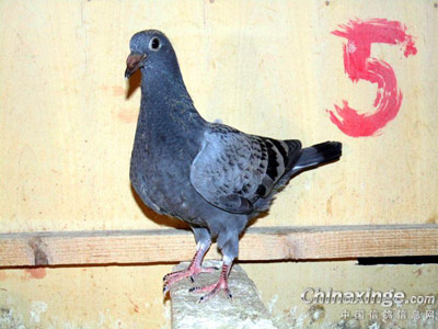 �����Ĺ�Ÿ�(ͼ)