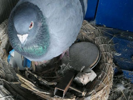 զ���������ϵ���Ƭ�س���(ͼ)