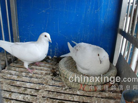 �����ϸ��ѡ�ì�ܡ���ʱ��̫��(ͼ)