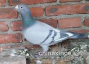 �ؽ�����ȫ������ �һ������޳�֧Ԯ(ͼ)