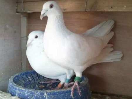 ���ð����ް���(ͼ)