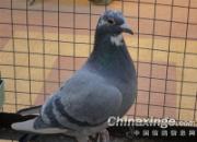 ���һ��Ѫ��һ·ɣ��ʿ����(ͼ)