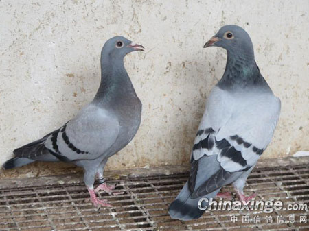 �����á�������ǰ��ٻӰ(ͼ)