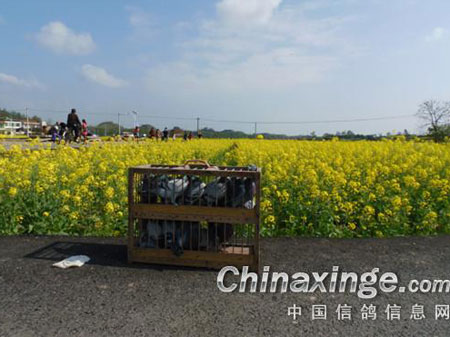 �������裺�Ͳ˻�������ѵ��(ͼ)