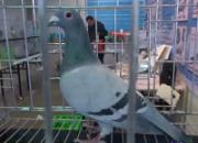 ��Ƶ��2015���ȷ�������չʵ¼