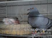 �ɼ��������������ӡ� ĸ��ƴ���ֿ�(ͼ)