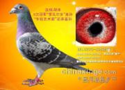 2015����(��)������������������