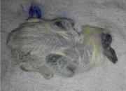 ����С������Ƥȡů������������(ͼ)