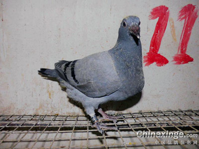 2015��һ���ر��׸�