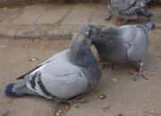 23�����׸롰ι�׸롱(ͼ)