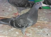 ��Ʒ����䣺���ⷢ�֡����֡�����(ͼ)