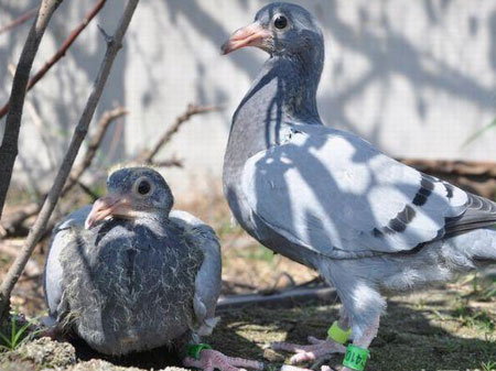 �Ի��ɹ����ѣ���Ϊʲô�ɲ��ã�