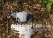 �Ÿ롰ɱ�֡����а� ͵�����е�һ(ͼ)