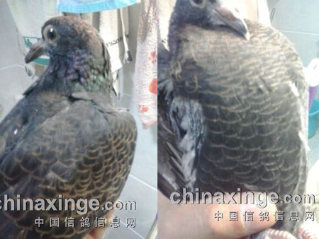 ������ϵ��������ϵ��(ͼ)