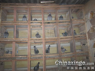 ҹݺ��Ϯ ������ɵ��