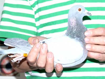 ����������ս���Ǿ�Ӯ����ָ��(ͼ)