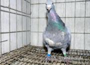 �ϴƳ��߾����Թ���(ͼ)