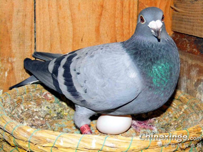 Ӣ��һ�� �û�Ѫ��(ͼ)