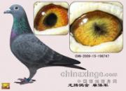 ��Щ���Ѫ�����Ĺ���ղɭ(ͼ)