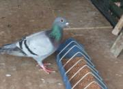 ��Զ��Ѫͳ����������Ἶ��(ͼ)