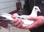 ������һ��δ�� ն��������49��(ͼ)