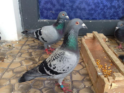 ���ӳ��� ������̨����