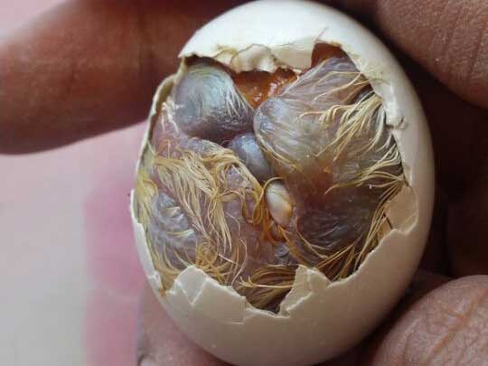 ��ķ���ⱻ�� ����̥������(ͼ)