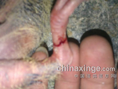 �׸�����ϸ���׻���