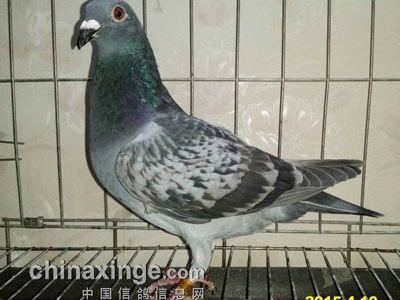 ����ѵ���о�ϲ���¶�5��6��(ͼ)