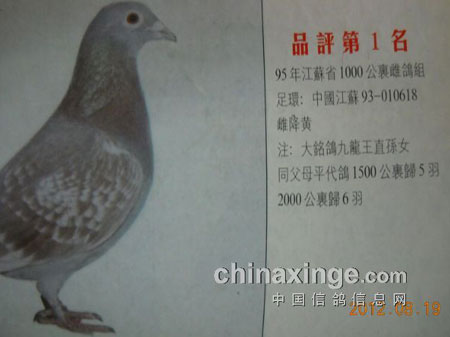 为在中国出生的优秀鸽致哀