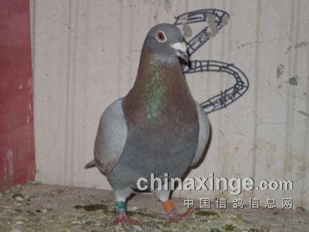 ���岻�����������������(ͼ)