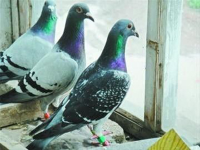 ���ձ�����ھ��������й�����