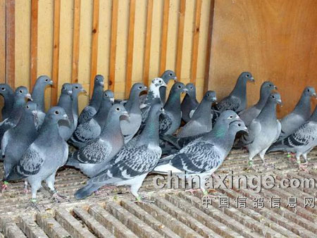 �������׸롱�������(ͼ)