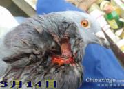 �����ر�������ɹ�����(ͼ)