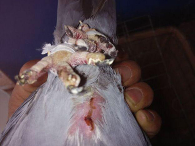 �ⵯ��Ϯ�� ����ʹ�÷���(ͼ)