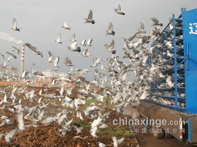 15����̬�ƣ�����𱬳�����