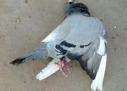 ���䡪����������ز��˼�