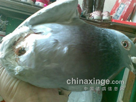 �����������ǡ���͸�ˡ�����(ͼ)